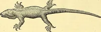 Picture 457 of 491 from Historia naturalis Brasiliae : auspicio et beneficio illustriss. I. Mauriti Com. Nassau illius provinciae et maris summi praefecti adornata : in qua non tantum plantae et animalia, sed et indigenarum morbi, ingenia et mores describuntur et iconibus supra quingentas illustrantur (1648), leaf 385