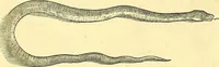 Picture 460 of 491 from Historia naturalis Brasiliae : auspicio et beneficio illustriss. I. Mauriti Com. Nassau illius provinciae et maris summi praefecti adornata : in qua non tantum plantae et animalia, sed et indigenarum morbi, ingenia et mores describuntur et iconibus supra quingentas illustrantur (1648), leaf 389