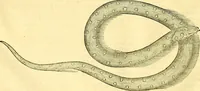 Picture 461 of 491 from Historia naturalis Brasiliae : auspicio et beneficio illustriss. I. Mauriti Com. Nassau illius provinciae et maris summi praefecti adornata : in qua non tantum plantae et animalia, sed et indigenarum morbi, ingenia et mores describuntur et iconibus supra quingentas illustrantur (1648), leaf 391