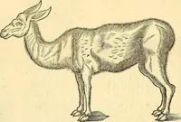 Picture 462 of 491 from Historia naturalis Brasiliae : auspicio et beneficio illustriss. I. Mauriti Com. Nassau illius provinciae et maris summi praefecti adornata : in qua non tantum plantae et animalia, sed et indigenarum morbi, ingenia et mores describuntur et iconibus supra quingentas illustrantur (1648), leaf 392