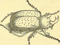 Picture 467 of 491 from Historia naturalis Brasiliae : auspicio et beneficio illustriss. I. Mauriti Com. Nassau illius provinciae et maris summi praefecti adornata : in qua non tantum plantae et animalia, sed et indigenarum morbi, ingenia et mores describuntur et iconibus supra quingentas illustrantur (1648), leaf 395