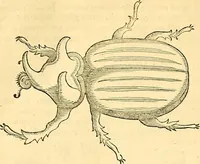 Picture 468 of 491 from Historia naturalis Brasiliae : auspicio et beneficio illustriss. I. Mauriti Com. Nassau illius provinciae et maris summi praefecti adornata : in qua non tantum plantae et animalia, sed et indigenarum morbi, ingenia et mores describuntur et iconibus supra quingentas illustrantur (1648), leaf 396