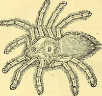 Picture 471 of 491 from Historia naturalis Brasiliae : auspicio et beneficio illustriss. I. Mauriti Com. Nassau illius provinciae et maris summi praefecti adornata : in qua non tantum plantae et animalia, sed et indigenarum morbi, ingenia et mores describuntur et iconibus supra quingentas illustrantur (1648), leaf 397