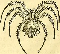 Picture 472 of 491 from Historia naturalis Brasiliae : auspicio et beneficio illustriss. I. Mauriti Com. Nassau illius provinciae et maris summi praefecti adornata : in qua non tantum plantae et animalia, sed et indigenarum morbi, ingenia et mores describuntur et iconibus supra quingentas illustrantur (1648), leaf 397