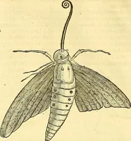 Picture 474 of 491 from Historia naturalis Brasiliae : auspicio et beneficio illustriss. I. Mauriti Com. Nassau illius provinciae et maris summi praefecti adornata : in qua non tantum plantae et animalia, sed et indigenarum morbi, ingenia et mores describuntur et iconibus supra quingentas illustrantur (1648), leaf 399