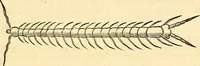 Picture 477 of 491 from Historia naturalis Brasiliae : auspicio et beneficio illustriss. I. Mauriti Com. Nassau illius provinciae et maris summi praefecti adornata : in qua non tantum plantae et animalia, sed et indigenarum morbi, ingenia et mores describuntur et iconibus supra quingentas illustrantur (1648), leaf 402