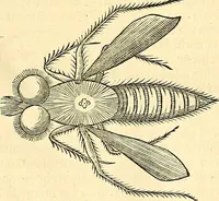 An illustration from Historia naturalis Brasiliae : auspicio et beneficio illustriss. I. Mauriti Com. Nassau illius provinciae et maris summi praefecti adornata : in qua non tantum plantae et animalia, sed et indigenarum morbi, ingenia et mores describuntur et iconibus supra quingentas illustrantur (1648)