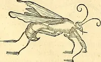 An illustration from Historia naturalis Brasiliae : auspicio et beneficio illustriss. I. Mauriti Com. Nassau illius provinciae et maris summi praefecti adornata : in qua non tantum plantae et animalia, sed et indigenarum morbi, ingenia et mores describuntur et iconibus supra quingentas illustrantur (1648)