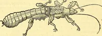 Picture 481 of 491 from Historia naturalis Brasiliae : auspicio et beneficio illustriss. I. Mauriti Com. Nassau illius provinciae et maris summi praefecti adornata : in qua non tantum plantae et animalia, sed et indigenarum morbi, ingenia et mores describuntur et iconibus supra quingentas illustrantur (1648), leaf 405