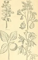 Picture 491 of 491 from Historia naturalis Brasiliae : auspicio et beneficio illustriss. I. Mauriti Com. Nassau illius provinciae et maris summi praefecti adornata : in qua non tantum plantae et animalia, sed et indigenarum morbi, ingenia et mores describuntur et iconibus supra quingentas illustrantur (1648), leaf 442
