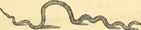 Picture 11 of 491 from Historia naturalis Brasiliae : auspicio et beneficio illustriss. I. Mauriti Com. Nassau illius provinciae et maris summi praefecti adornata : in qua non tantum plantae et animalia, sed et indigenarum morbi, ingenia et mores describuntur et iconibus supra quingentas illustrantur (1648), leaf 58