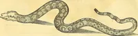 Picture 12 of 491 from Historia naturalis Brasiliae : auspicio et beneficio illustriss. I. Mauriti Com. Nassau illius provinciae et maris summi praefecti adornata : in qua non tantum plantae et animalia, sed et indigenarum morbi, ingenia et mores describuntur et iconibus supra quingentas illustrantur (1648), leaf 59