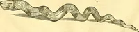 Picture 13 of 491 from Historia naturalis Brasiliae : auspicio et beneficio illustriss. I. Mauriti Com. Nassau illius provinciae et maris summi praefecti adornata : in qua non tantum plantae et animalia, sed et indigenarum morbi, ingenia et mores describuntur et iconibus supra quingentas illustrantur (1648), leaf 59