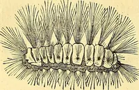 Picture 14 of 491 from Historia naturalis Brasiliae : auspicio et beneficio illustriss. I. Mauriti Com. Nassau illius provinciae et maris summi praefecti adornata : in qua non tantum plantae et animalia, sed et indigenarum morbi, ingenia et mores describuntur et iconibus supra quingentas illustrantur (1648), leaf 61