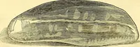 Picture 15 of 491 from Historia naturalis Brasiliae : auspicio et beneficio illustriss. I. Mauriti Com. Nassau illius provinciae et maris summi praefecti adornata : in qua non tantum plantae et animalia, sed et indigenarum morbi, ingenia et mores describuntur et iconibus supra quingentas illustrantur (1648), leaf 61