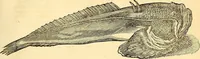 Picture 16 of 491 from Historia naturalis Brasiliae : auspicio et beneficio illustriss. I. Mauriti Com. Nassau illius provinciae et maris summi praefecti adornata : in qua non tantum plantae et animalia, sed et indigenarum morbi, ingenia et mores describuntur et iconibus supra quingentas illustrantur (1648), leaf 62