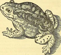 Picture 17 of 491 from Historia naturalis Brasiliae : auspicio et beneficio illustriss. I. Mauriti Com. Nassau illius provinciae et maris summi praefecti adornata : in qua non tantum plantae et animalia, sed et indigenarum morbi, ingenia et mores describuntur et iconibus supra quingentas illustrantur (1648), leaf 63