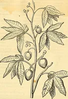 Picture 22 of 491 from Historia naturalis Brasiliae : auspicio et beneficio illustriss. I. Mauriti Com. Nassau illius provinciae et maris summi praefecti adornata : in qua non tantum plantae et animalia, sed et indigenarum morbi, ingenia et mores describuntur et iconibus supra quingentas illustrantur (1648), leaf 72