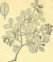 Picture 23 of 491 from Historia naturalis Brasiliae : auspicio et beneficio illustriss. I. Mauriti Com. Nassau illius provinciae et maris summi praefecti adornata : in qua non tantum plantae et animalia, sed et indigenarum morbi, ingenia et mores describuntur et iconibus supra quingentas illustrantur (1648), leaf 75