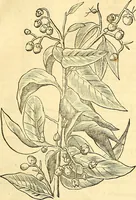Picture 26 of 491 from Historia naturalis Brasiliae : auspicio et beneficio illustriss. I. Mauriti Com. Nassau illius provinciae et maris summi praefecti adornata : in qua non tantum plantae et animalia, sed et indigenarum morbi, ingenia et mores describuntur et iconibus supra quingentas illustrantur (1648), leaf 78