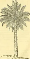Picture 28 of 491 from Historia naturalis Brasiliae : auspicio et beneficio illustriss. I. Mauriti Com. Nassau illius provinciae et maris summi praefecti adornata : in qua non tantum plantae et animalia, sed et indigenarum morbi, ingenia et mores describuntur et iconibus supra quingentas illustrantur (1648), leaf 79