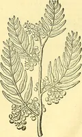 Picture 29 of 491 from Historia naturalis Brasiliae : auspicio et beneficio illustriss. I. Mauriti Com. Nassau illius provinciae et maris summi praefecti adornata : in qua non tantum plantae et animalia, sed et indigenarum morbi, ingenia et mores describuntur et iconibus supra quingentas illustrantur (1648), leaf 81