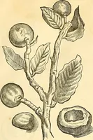 Picture 31 of 491 from Historia naturalis Brasiliae : auspicio et beneficio illustriss. I. Mauriti Com. Nassau illius provinciae et maris summi praefecti adornata : in qua non tantum plantae et animalia, sed et indigenarum morbi, ingenia et mores describuntur et iconibus supra quingentas illustrantur (1648), leaf 84