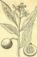 Picture 32 of 491 from Historia naturalis Brasiliae : auspicio et beneficio illustriss. I. Mauriti Com. Nassau illius provinciae et maris summi praefecti adornata : in qua non tantum plantae et animalia, sed et indigenarum morbi, ingenia et mores describuntur et iconibus supra quingentas illustrantur (1648), leaf 85