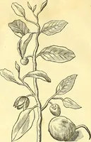 Picture 34 of 491 from Historia naturalis Brasiliae : auspicio et beneficio illustriss. I. Mauriti Com. Nassau illius provinciae et maris summi praefecti adornata : in qua non tantum plantae et animalia, sed et indigenarum morbi, ingenia et mores describuntur et iconibus supra quingentas illustrantur (1648), leaf 87