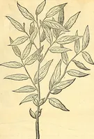 Picture 35 of 491 from Historia naturalis Brasiliae : auspicio et beneficio illustriss. I. Mauriti Com. Nassau illius provinciae et maris summi praefecti adornata : in qua non tantum plantae et animalia, sed et indigenarum morbi, ingenia et mores describuntur et iconibus supra quingentas illustrantur (1648), leaf 88