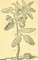 Picture 38 of 491 from Historia naturalis Brasiliae : auspicio et beneficio illustriss. I. Mauriti Com. Nassau illius provinciae et maris summi praefecti adornata : in qua non tantum plantae et animalia, sed et indigenarum morbi, ingenia et mores describuntur et iconibus supra quingentas illustrantur (1648), leaf 91