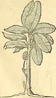 Picture 39 of 491 from Historia naturalis Brasiliae : auspicio et beneficio illustriss. I. Mauriti Com. Nassau illius provinciae et maris summi praefecti adornata : in qua non tantum plantae et animalia, sed et indigenarum morbi, ingenia et mores describuntur et iconibus supra quingentas illustrantur (1648), leaf 92