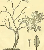 Picture 40 of 491 from Historia naturalis Brasiliae : auspicio et beneficio illustriss. I. Mauriti Com. Nassau illius provinciae et maris summi praefecti adornata : in qua non tantum plantae et animalia, sed et indigenarum morbi, ingenia et mores describuntur et iconibus supra quingentas illustrantur (1648), leaf 93