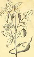 Picture 42 of 491 from Historia naturalis Brasiliae : auspicio et beneficio illustriss. I. Mauriti Com. Nassau illius provinciae et maris summi praefecti adornata : in qua non tantum plantae et animalia, sed et indigenarum morbi, ingenia et mores describuntur et iconibus supra quingentas illustrantur (1648), leaf 95