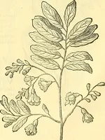 Picture 43 of 491 from Historia naturalis Brasiliae : auspicio et beneficio illustriss. I. Mauriti Com. Nassau illius provinciae et maris summi praefecti adornata : in qua non tantum plantae et animalia, sed et indigenarum morbi, ingenia et mores describuntur et iconibus supra quingentas illustrantur (1648), leaf 95