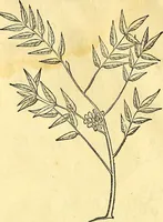 Picture 45 of 491 from Historia naturalis Brasiliae : auspicio et beneficio illustriss. I. Mauriti Com. Nassau illius provinciae et maris summi praefecti adornata : in qua non tantum plantae et animalia, sed et indigenarum morbi, ingenia et mores describuntur et iconibus supra quingentas illustrantur (1648), leaf 97