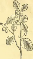 Picture 49 of 491 from Historia naturalis Brasiliae : auspicio et beneficio illustriss. I. Mauriti Com. Nassau illius provinciae et maris summi praefecti adornata : in qua non tantum plantae et animalia, sed et indigenarum morbi, ingenia et mores describuntur et iconibus supra quingentas illustrantur (1648), leaf 99