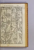 An illustration from Historia nauigationis in Brasiliam, quae et America dicitur. : Qua describitur autoris nauigatio, quaéque in mari vidit memoriae prodenda: Villagagnonis in America gesta: Brasiliensium victus & mores, à nostris admodum alieni, cum eorum linguae dialogo: animalia etiam, arbores, atque herbae, reliquáque singularia & nobis penitùs incognita. (1586)