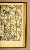An illustration from Historia navigationis in Brasiliam quae et America dicitur. : Qua describitur authoris nauigatio, quaeque in mari vidit memoriae prodenda: Villagagnonis in America gesta: Brasiliensium victus & mores, à nostris admodum alieni, cum eorum linguae dialogo: animalia etiam, arbores, atque herbae reliquáque singularia & nobis penitus incognita. (1594)