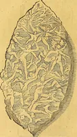An illustration from Historia novi et admirabilis fontis balneique Bollensis in Ducatu Vvirtembergico ad acidulas Goepingenses ... (1598)