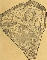 Picture 14 of 256 from Historia novi et admirabilis fontis balneique Bollensis in Ducatu Vvirtembergico ad acidulas Goepingenses ... (1598), leaf 330