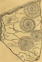 An illustration from Historia novi et admirabilis fontis balneique Bollensis in Ducatu Vvirtembergico ad acidulas Goepingenses ... (1598)