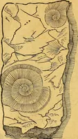 Picture 17 of 256 from Historia novi et admirabilis fontis balneique Bollensis in Ducatu Vvirtembergico ad acidulas Goepingenses ... (1598), leaf 333