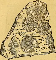 An illustration from Historia novi et admirabilis fontis balneique Bollensis in Ducatu Vvirtembergico ad acidulas Goepingenses ... (1598)
