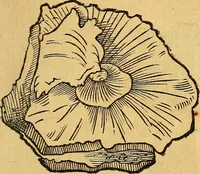 Picture 21 of 256 from Historia novi et admirabilis fontis balneique Bollensis in Ducatu Vvirtembergico ad acidulas Goepingenses ... (1598), leaf 336