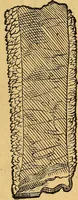 An illustration from Historia novi et admirabilis fontis balneique Bollensis in Ducatu Vvirtembergico ad acidulas Goepingenses ... (1598)