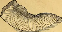 An illustration from Historia novi et admirabilis fontis balneique Bollensis in Ducatu Vvirtembergico ad acidulas Goepingenses ... (1598)