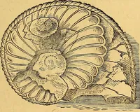 Picture 30 of 256 from Historia novi et admirabilis fontis balneique Bollensis in Ducatu Vvirtembergico ad acidulas Goepingenses ... (1598), leaf 340