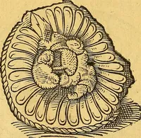 Picture 32 of 256 from Historia novi et admirabilis fontis balneique Bollensis in Ducatu Vvirtembergico ad acidulas Goepingenses ... (1598), leaf 341