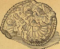 An illustration from Historia novi et admirabilis fontis balneique Bollensis in Ducatu Vvirtembergico ad acidulas Goepingenses ... (1598)